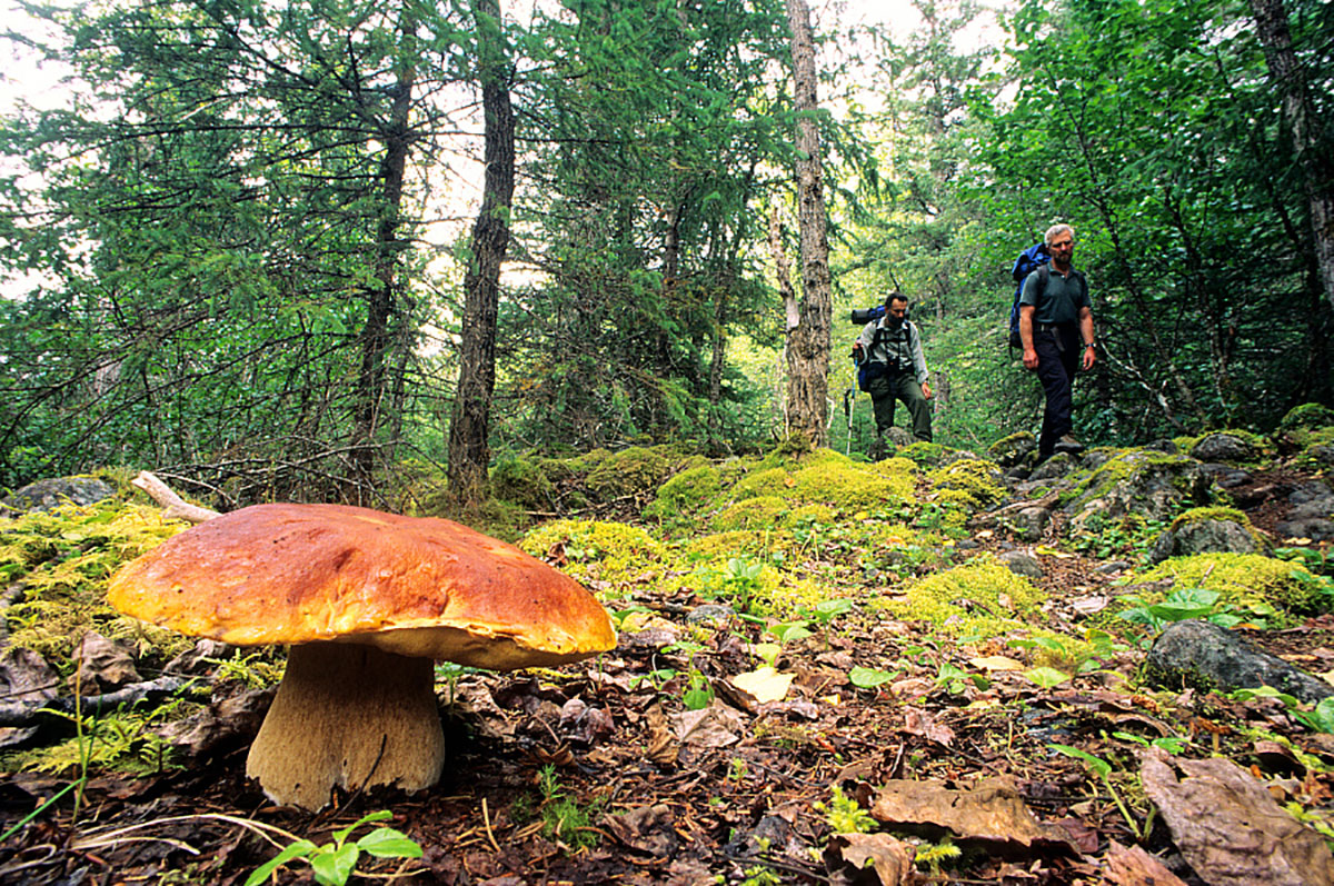 Randonneurs et champignon. Crédit : BARBAGALLO Franco / hemis.fr