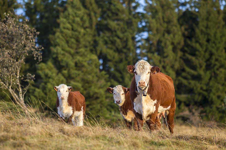 Veaux et vaches dans le parc naturel régional du Vercors Veaux et vaches dans le parc naturel régional du Vercors