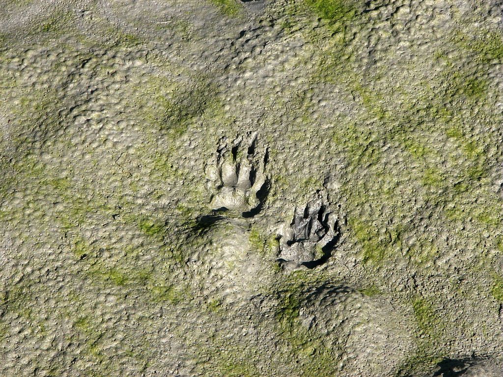 traces d'animaux - quiz question 6 Crédit : Albert Christophe - Parc national des Ecrins