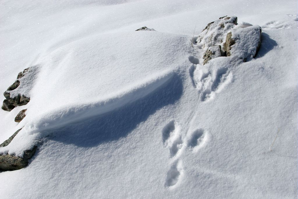 traces d'animaux - quiz question 9 Crédit : Corail Marc - Parc national des Ecrins