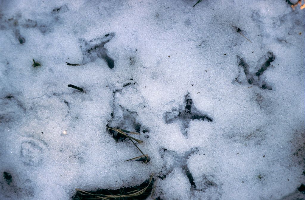 traces d'animaux - quiz question 3 Crédit : Corail Marc - Parc national des Ecrins