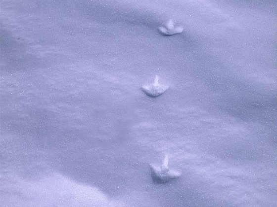 traces d'animaux - quiz question 4 Crédit : Coursier Cyril - Parc national des Ecrins