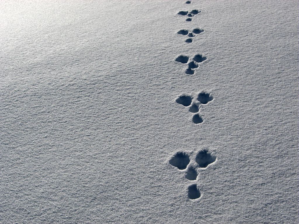 traces d'animaux - quiz question 2 Crédit : Maillet Thierry - Parc national des Ecrins