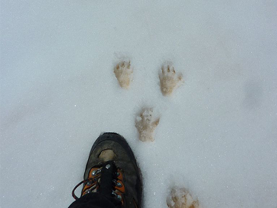 traces d'animaux - quiz question 5 Crédit : Coursier Cyril - Parc national des Ecrins