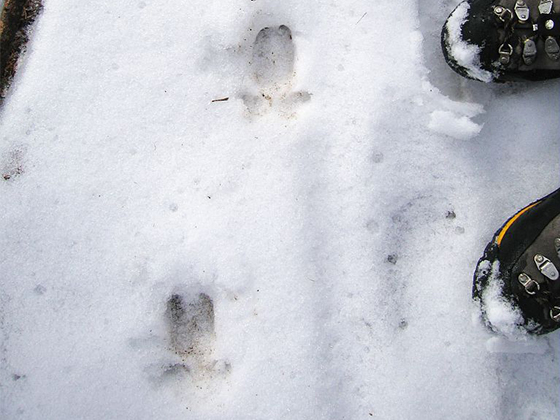 traces d'animaux - quiz question 7 Crédit : Coursier Cyril - Parc national des Ecrins