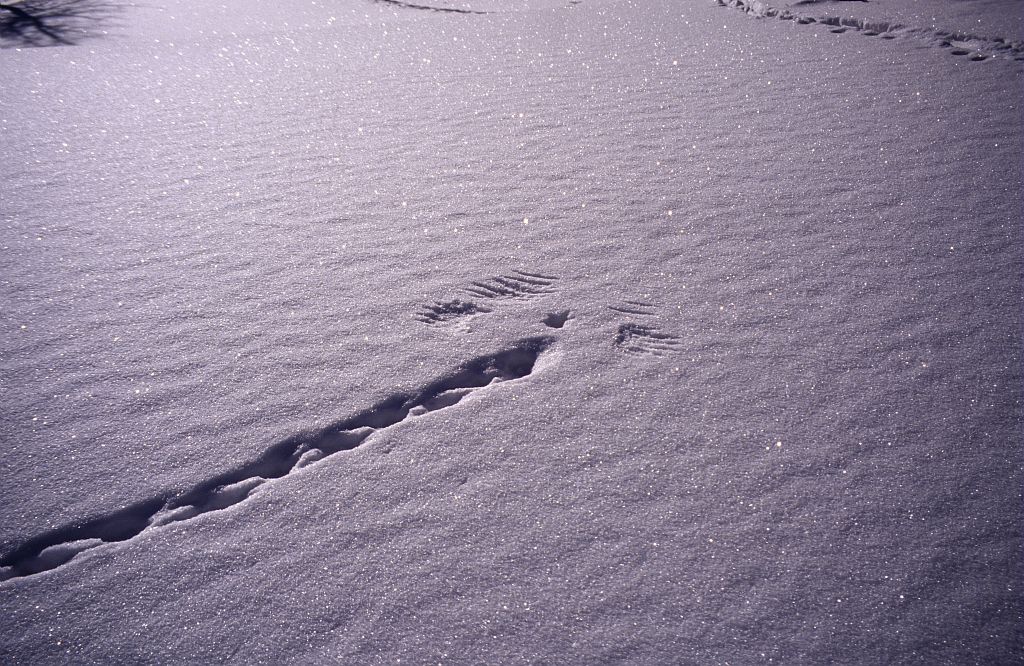 traces d'animaux - quiz question 8 Crédit : Nicolas Marie Geneviève - Parc national des Ecrins