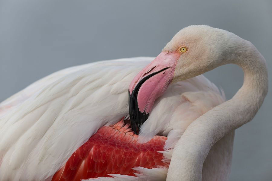 France, Bouches-du-Rhône (13), Parc naturel régional de Camargue, Saintes-Maries-de-la-Mer, Parc Ornithologique de Pont de Gau, le bec rose à pointe noire du Flamand rose (Phoenicopterus roseus), unique parmi les oiseaux, est courbé et sa morphologie permet la filtration de la vase et de l'eau. Crédit : CAVALIER Michel / hemis.fr